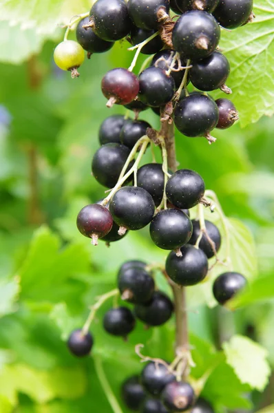 Stock image Black currant