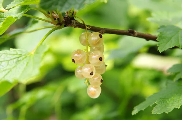 Mogna vita vinbär i trädgården — Stockfoto