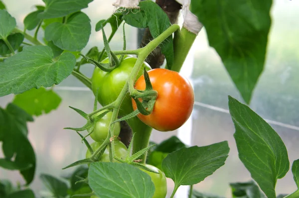 stock image Tomato in a hothouse