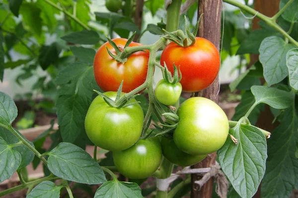 stock image Tomato in a hothouse