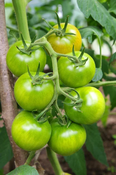 stock image Tomato in a hothouse