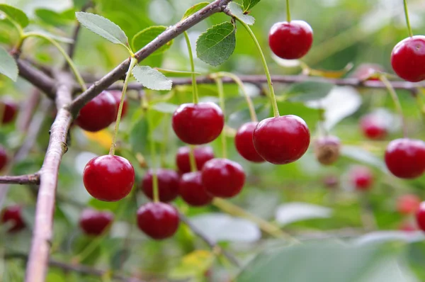 Rött och sötkörsbär på en gren — Stockfoto