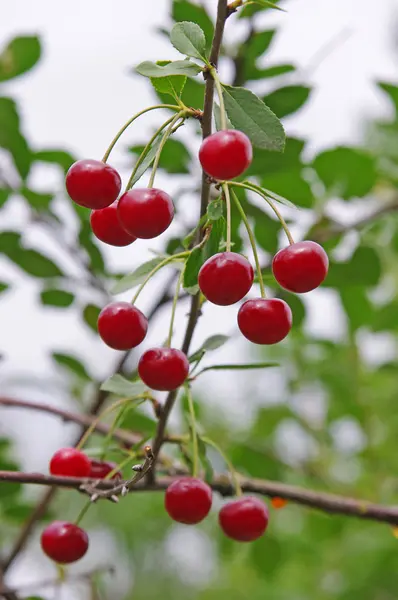 Rött och sötkörsbär på en gren — Stockfoto