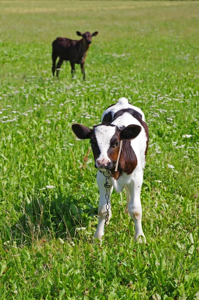 The calf on a summer pasture. — Stock Photo, Image
