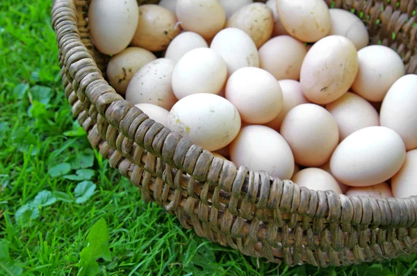 Τηγανίστε το κοτόπουλο φυσικό αυγό σε ένα ψάθινο καλάθι σε willage — Φωτογραφία Αρχείου