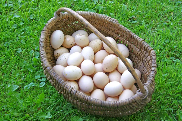 Τηγανίστε το κοτόπουλο φυσικό αυγό σε ένα ψάθινο καλάθι σε willage — Φωτογραφία Αρχείου