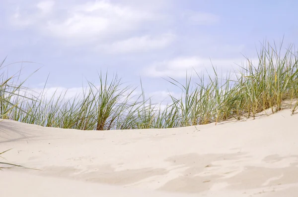 Пляжний піщаний дюн трави Стокова Картинка