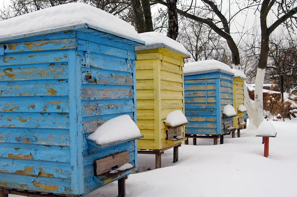 Будинок для бджіл взимку, вулик . Стокове Зображення
