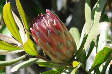 Protea