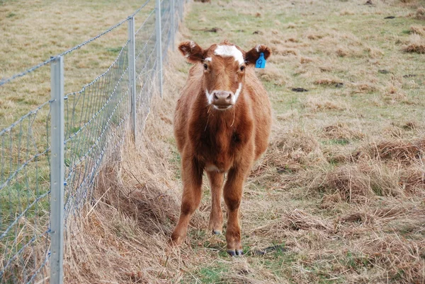 tagged kulağı olan buzağı
