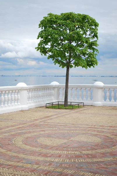 stock image Tree in Peterhof