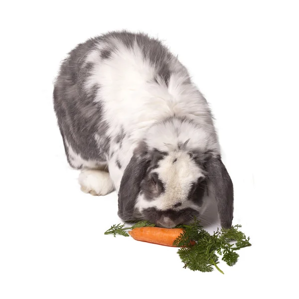 Cute Grey and White Rabbit Bending Down to Eat Carrot and Greens — Stock Photo, Image