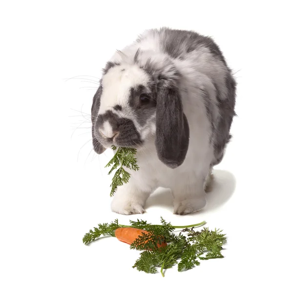 Cute Grey and White Rabbit eating Carrot and Greens — Stock Photo, Image