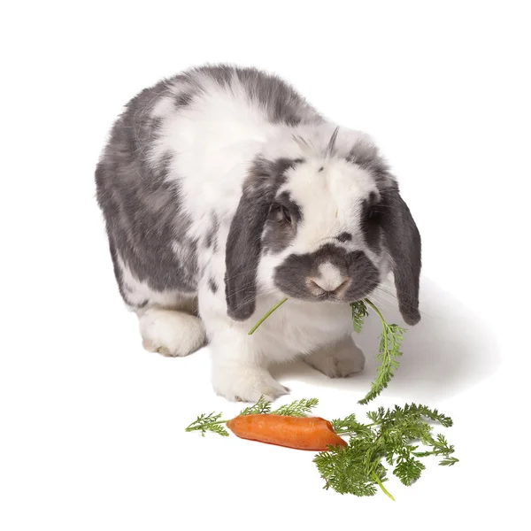 Grey and White Bunny Rabbit Eating Carrot and Greens — Stock Photo, Image