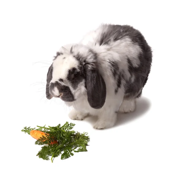 Cute Grey and White Bunny Rabbit With Carrot and Greens — Stock Photo, Image
