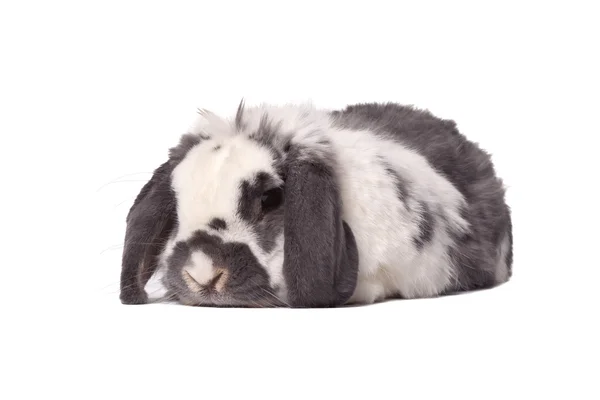 Ładny szary i biały królik królik leżącej na biały — Zdjęcie stockowe