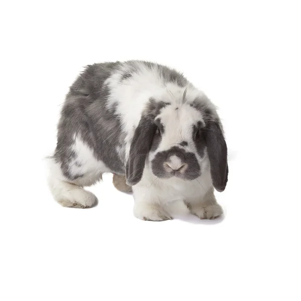 Cute Grey and White Bunny Rabbit Standing Facing Forward On White — Stock Photo, Image