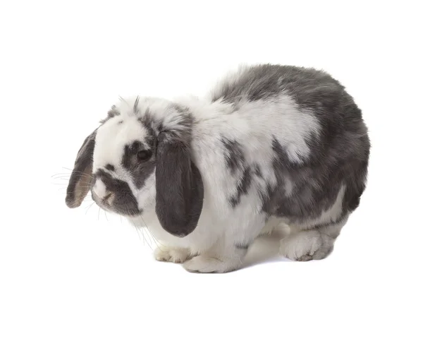 Cute Grey and White Bunny Rabbit Standing Facing Left On White — Stock Photo, Image