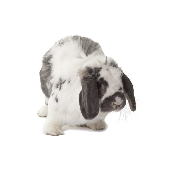 Cute Grey and White Bunny Rabbit Standing Facing Right On White — Stock Photo, Image