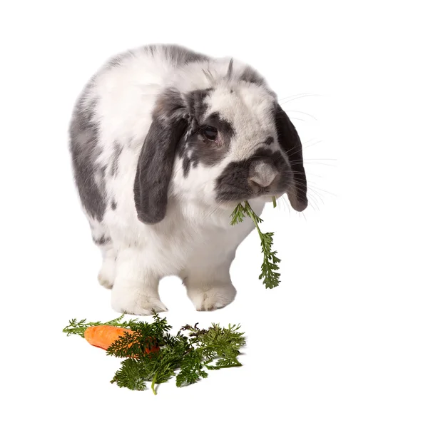 Niedliches graues und weißes Kaninchen, das Karotte auf Weiß isst — Stockfoto