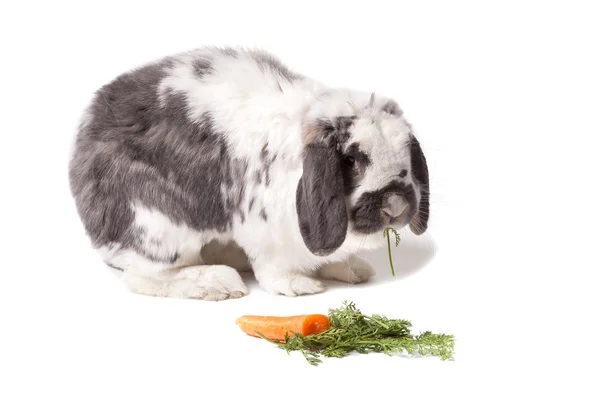 Cute Grey and White Bunny Rabbit Facing Right Eating Carrot On White Stock Picture