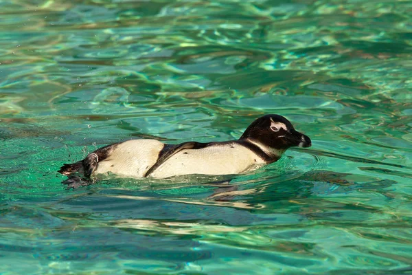 Stock image Humboldt Penguin Swimming in Green Water