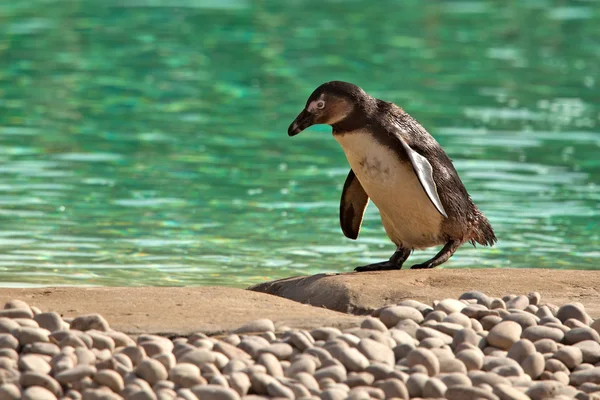 Humboldt Penguin Waddling Beside Green Water — Stock Photo, Image