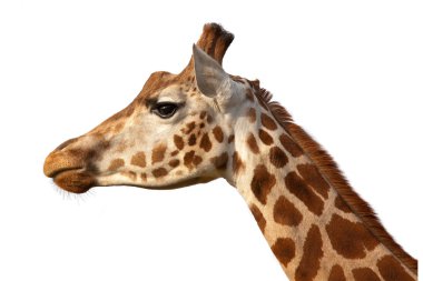 Giraffe Head Shot Profile Close Up clipart