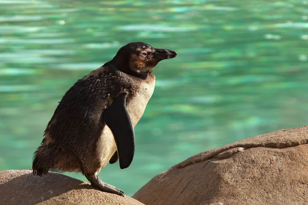 Humboldt Penguin Standing on Rock by Green Water — Stock Photo, Image
