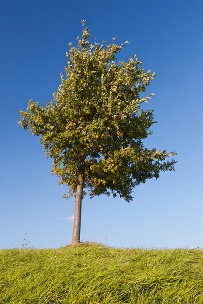 stock image Green tree