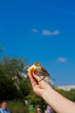 Sparrow eating from man's hands clipart
