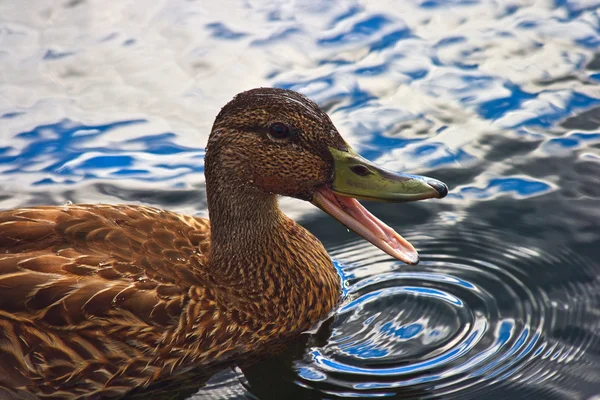 quacking Ördek suda