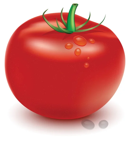 Ilustração de tomate — Vetor de Stock
