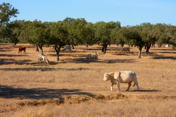 stock image Portuguese farm