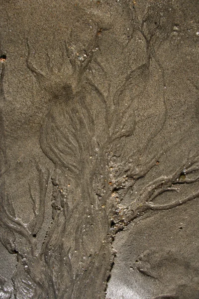 ビーチのぬれた砂は — ストック写真