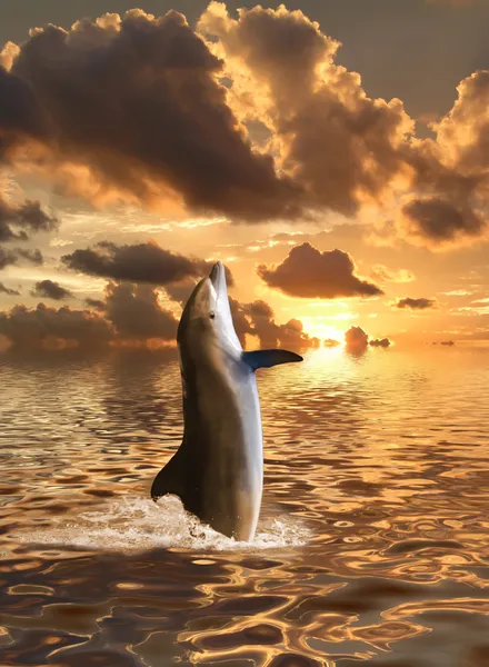 Delfín plovoucí na oceán — Stock fotografie