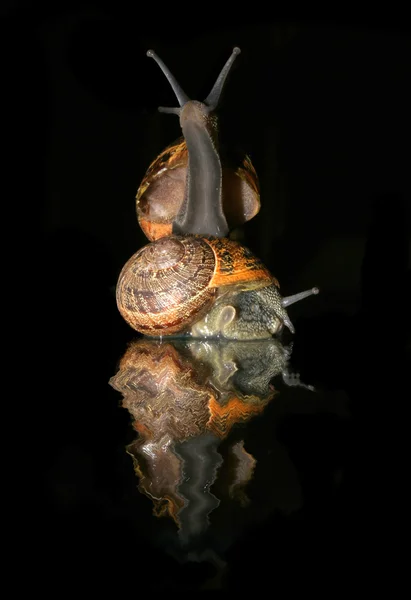 黑色背景下的蜗牛 — 图库照片