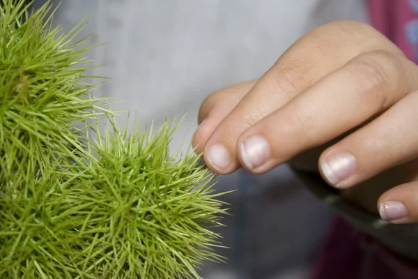 stock image Touching round cactus