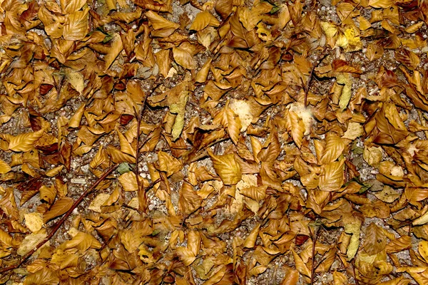 Autumn fall leaves — Stock Photo, Image