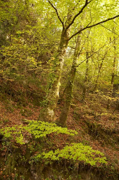 stock image Autumn fall landscape