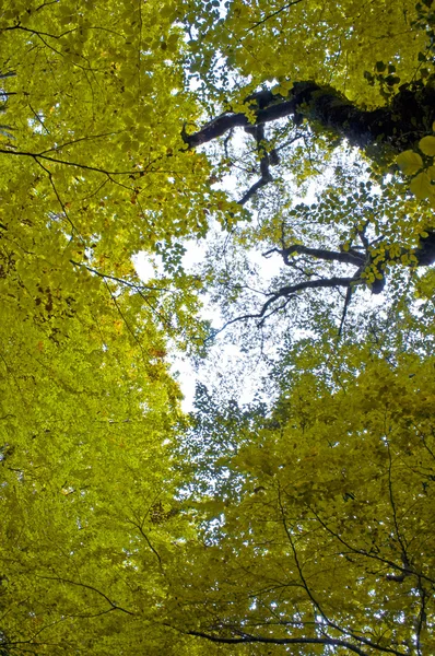 stock image Autumn fall landscape