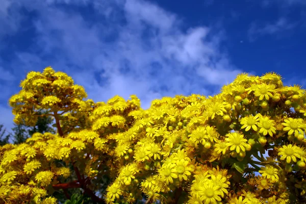 stock image Flower with reflex