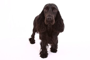 İngiliz cocker spaniel