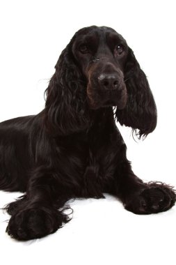 İngiliz cocker spaniel