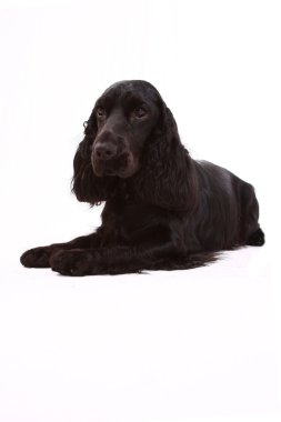 İngiliz cocker spaniel