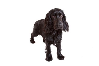 İngiliz cocker spaniel