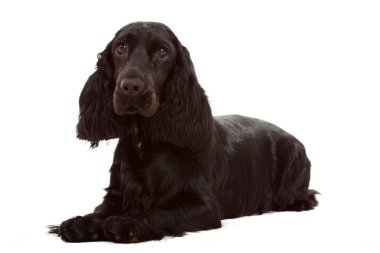 İngiliz cocker spaniel