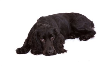 İngiliz cocker spaniel