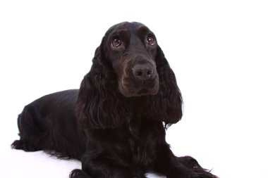 İngiliz cocker spaniel