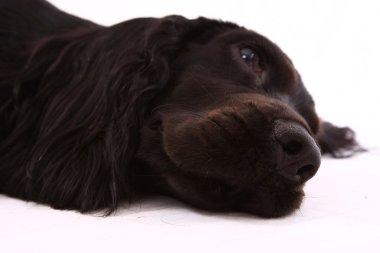 İngiliz cocker spaniel